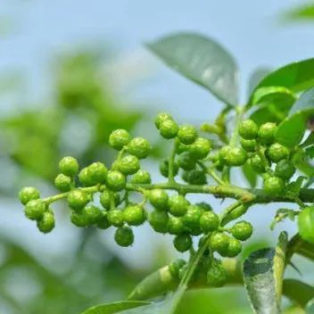 寻味之旅（05）走近幽香鲜麻的“藤椒之乡”